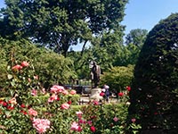 Beautiful roses growing in Boston Common