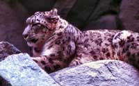 A beautiful snow leopard.  Click to enlarge image.