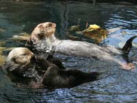 Sea otters at the Oceanarium in Lisbon (© John Leslie, CC-BY-2.0)