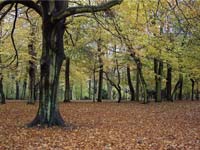 Beech trees in Sefton Park, Liverpool (© Tom Pennington, CC-BY-SA-2.0)