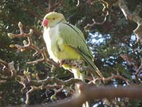 A parakeet in Sefton Park, Liverpool (© Jwas71, CC-BY-SA-4.0)