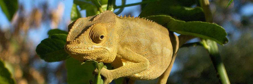 A chameleon at Nosy Be (© LyWashu CC-BY-ASA-3.0)