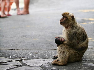 The semi-wild Barbary macaques are an integral feature in Gibraltar's tourism. (© Karyn Sig, CC BY 2.0)