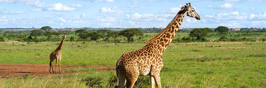 Giraffes in the Nairobi National Park