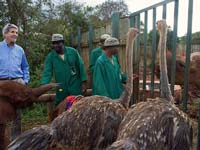 John Kerry seeking elephants, rhinos and ostriches at the Sheldrick Orphanage
