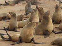 The Cape Cross Seal Reserve (© Hans Hillewaert, CC-BY-ASA-4.0)
