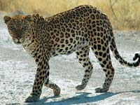 A leopard at the Etosha National Park (© Patrick Giraud, CC-BY-ASA-2.5)