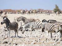 Zebras at the Etosha National Park (© Moongateclimber, CC-BY-ASA-3.0)