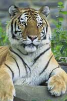 A Siberian Tiger at the Bronx Zoo.  Click to enlarge.