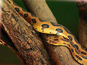 A Russell's Viper at the Zoo in Pune, India
