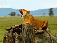 A lioness roaring in the Ngorongoro crater (© SajjadF, CC,BY-3.0