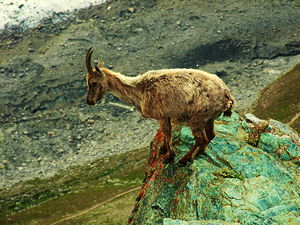 A goat in the mountains of Zermatt, Switzerland
